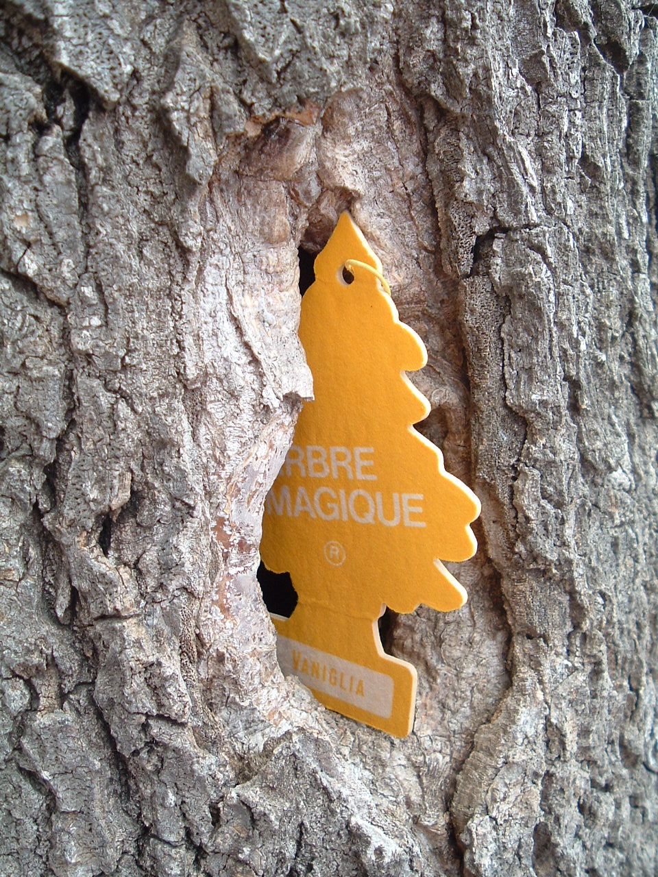 Sintetismi - Novità nell'aria, Arbre Magique