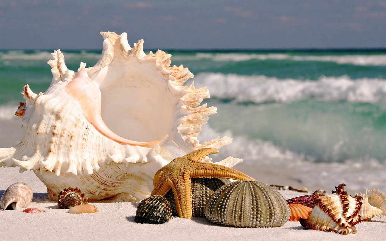 Sintetismi - Onde medie, mare e conchiglie