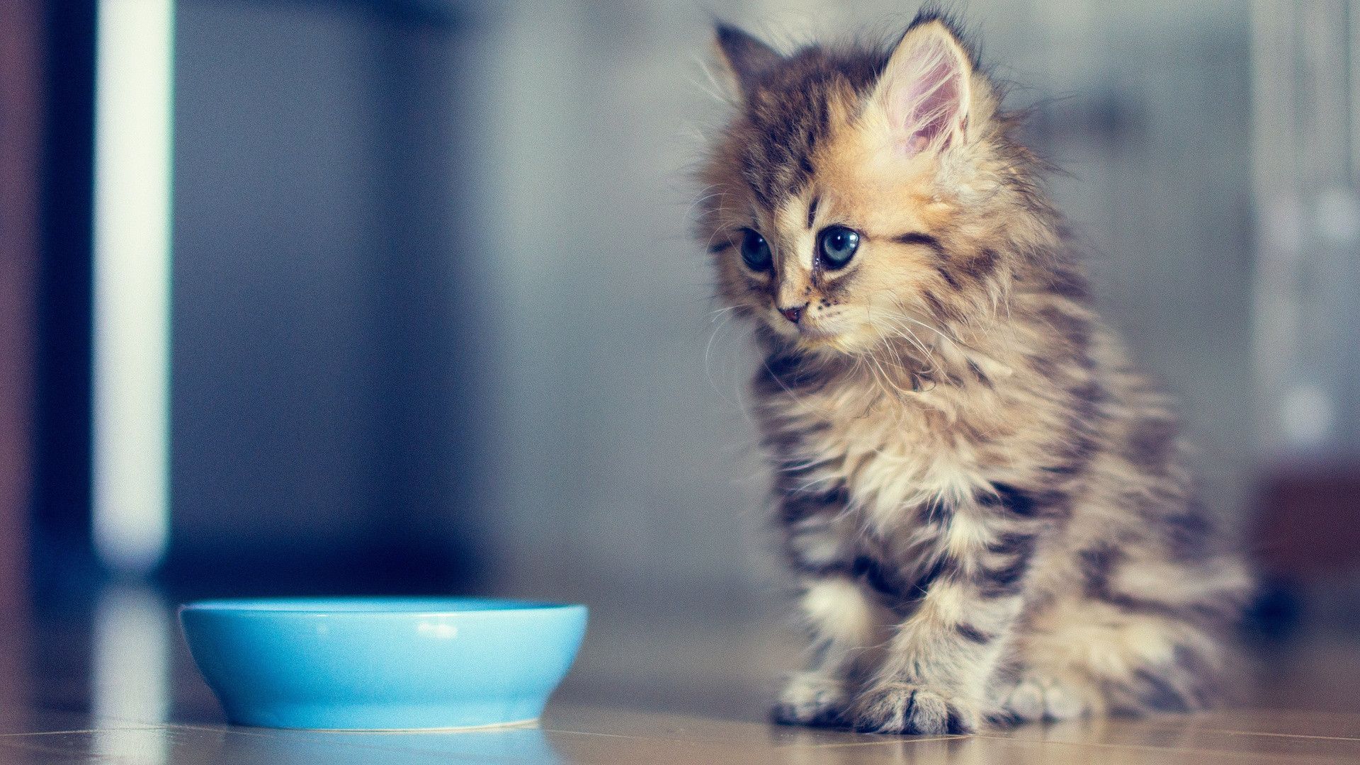 Storie - Foto di gattini, grazie - Cat Pictures Please