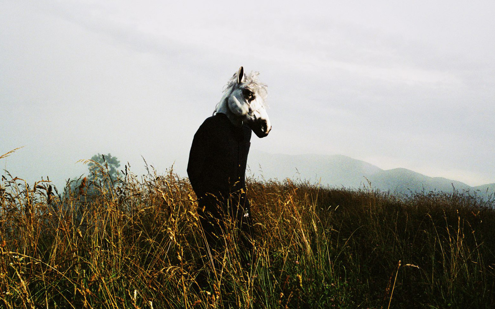 Sparklehorse - in the fields | Timothy Saccenti